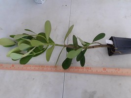 Clusia rosea Autograph tree tropical Florida native shrub PLANT - £15.17 GBP