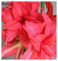 Fresh Seeds Amaryllis Bulbs True Hippeastrum Bulbs - $45.94