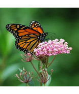 25+ Pink Milkweed/Asclepias Seeds Monarch Butterflies Asclepias Cinderel... - €6,90 EUR