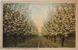 Orcharc in bloom, Sacramento, California, vintage post card 1927 - £9.60 GBP