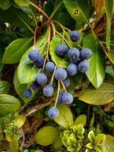 BPA Blueberry Hawthorn Crataegus Brachyacantha 10 Seeds - $8.99