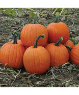Howden&#39;s Field Pumpkin Seeds, Carving Pumpkin, Halloween, Pie, FREE SHIP... - €1,72 EUR+