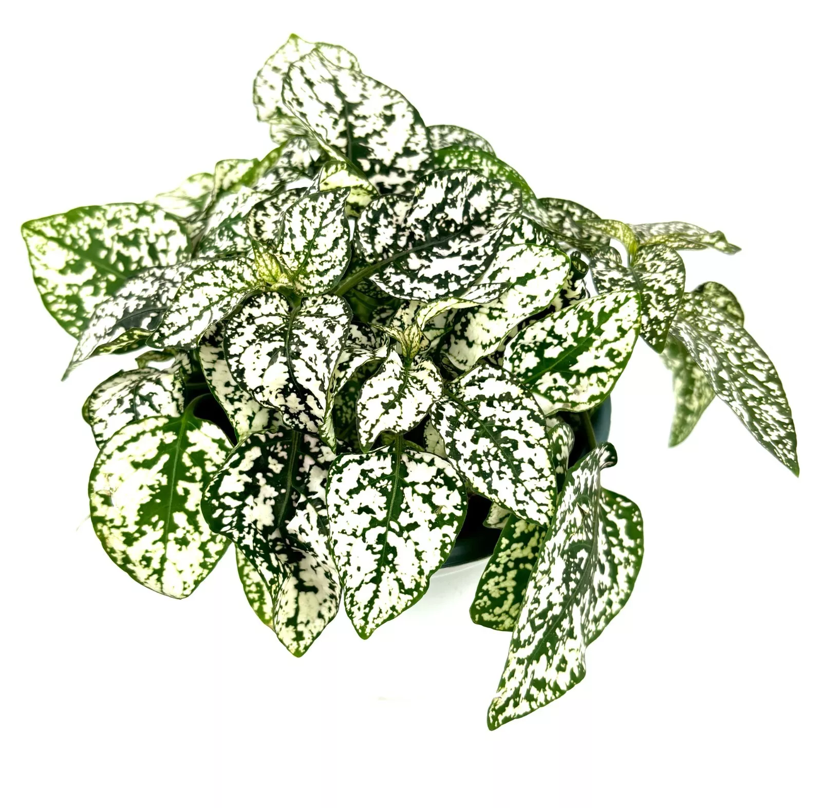 Large Hypoestes White Splash Live Potted House Plants Air Purifying, 4&quot; ... - $36.85