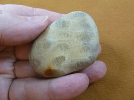 (F831-355) 2&quot; unpolished Petoskey stone fossil coral specimen MI state rock - £15.75 GBP
