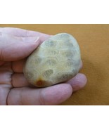 (F831-355) 2&quot; unpolished Petoskey stone fossil coral specimen MI state rock - $370.74 MXN