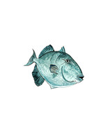 Grey Triggerfish Vinyl Decal Sticker for Car/Truck Laptop or Phone - $129.78 MXN+