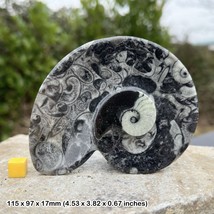 Small Fossil Spiral Marble Dish Goniatite Fossil - Genuine Specimen Black Marble - $29.23