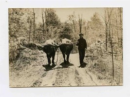 Pair of Water Buffalo Being Led Down Dirt Road Photo 1920s - $21.78