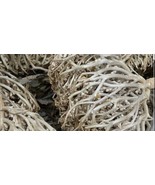 كف مريم Flowers Maryam kaf maryam Anastatica hierochuntica 500 gram (1.1... - $61.60 CAD