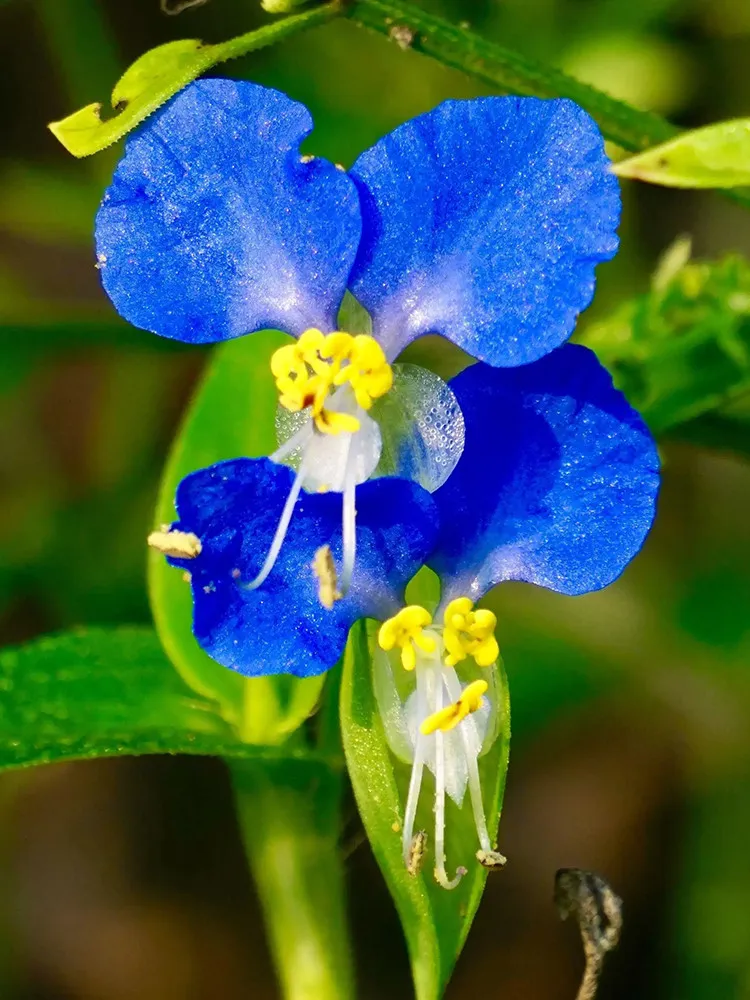 Asiatic Dayflower Seeds 100 Seeds - $9.99