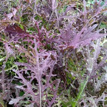 2000+ or 7 grams of Red Streaks Mizuna Japanese mustard green seeds - £14.12 GBP