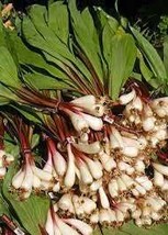 3 Pound Ramps Wild Leeks Allium Tricoccum Fresh Onion Garlic bulbs Appalachian - £102.12 GBP