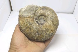 Rare Pseudohaploceras Ammonite – Authentic Cretaceous Fossil from Morocco - $780.61 MXN