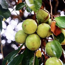 White Star Apple / Caimito (Chrysophyllum Cainito) Live Fruit Tree 24”-36” - £104.30 GBP
