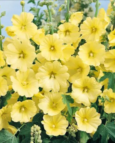 Fresh Hollyhock Seeds Russian Yellow Alcea Rugosa Single Flower 60 Seeds... - $10.98
