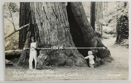 CA Muir Woods Nat&#39;l Monument Hollow Attractive Man  RPPC Postcard T12 - £5.36 GBP