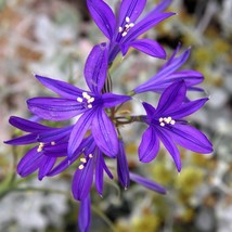 USA Blue Siberian Lily Mountain Ixia Altai Ixiolirion Tataricum Flower 10 Seeds - £8.78 GBP