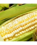Pencil Cob Corn Seeds | Heirloom | Fresh Garden Seeds - $12.33 CAD