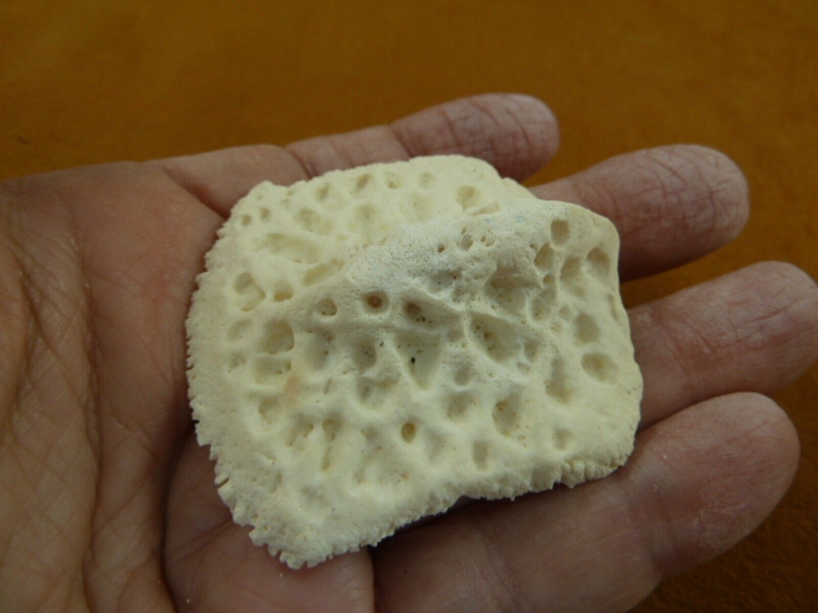 (G500-207) 1-7/8&quot; Gator ALLIGATOR BACK SCUTE specimen BONY skutes croc g... - $11.29