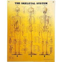 1997 Skeletal System Anatomical Chart Laminated Poster Medical Hospital ... - $59.99