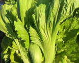 Da Ping Pu Chinese Mustard Greens Seeds Stem Head Cabbage Choy ?? Seed  - $5.93