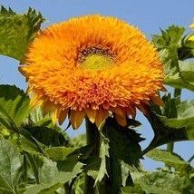 USA SELLER Tall Orange Sun Teddy Bear Sunflower 15 Seeds Fresh New - $18.48