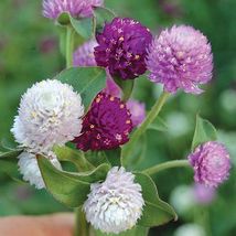 40 Seeds Gomphrena Audray Mix Long Lasting Annual Flower  - £13.39 GBP