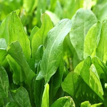 USA SELLER 500 Large Leaf Sorrel Seeds Hibiscus Sorrel Fresh New - £8.21 GBP