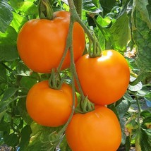 Moonglow Tomato Seeds Organic Usa Seller Garden - £3.88 GBP