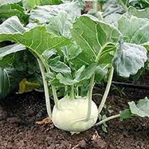 Kohlrabi, White Vienna Seed, Organic, NON-GMO, 25 seeds per package, Flavor is m - $1.97