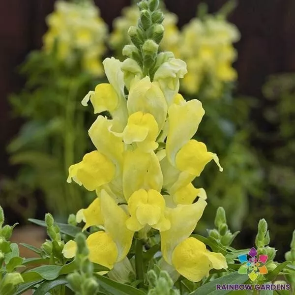 TKBONStore 1000 Candy Tops Yellow Snapdragon For Garden Greenhouse Seeds - £8.83 GBP