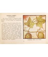 Wild Cucumber Wild Flower 1932 Antique Color Plate Print Irving Lawson E86B - €21,43 EUR
