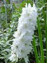 GIANT PURE WHITE DELPHINIUM FLOWER SEEDS  - £7.73 GBP