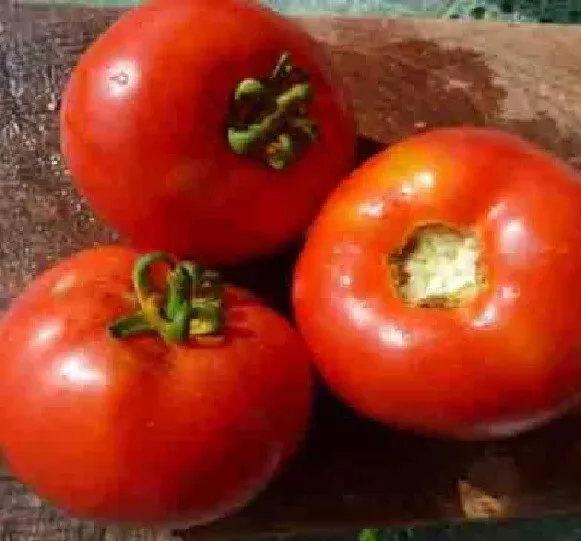 50 Seeds Lisa King Tomato Vegetable Fast US Shipping - £7.54 GBP