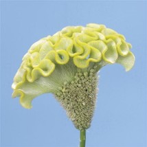 Celosia Seeds 25 Pelleted Seeds Celosia Spring Green Celosia Cut Flower - £23.19 GBP