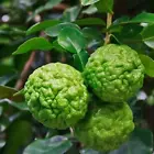 Kaffir Lime Seeds Citrus Hystrix Heirloom Organic 50 Seeds - $6.99