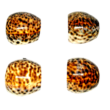 Tiger Cowrie Seashell Napkin Rings Set Of 4 Ocean Seashore Beach Table D... - $228.52 MXN