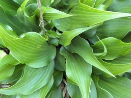 20 Twister Hosta Seeds Fresh Seeds Gardening USA - $11.90