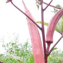 US Seller 20 Japanese Pink Okra Okinawa Seeds Organic Fast Shipping - £12.49 GBP