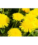 Dandelion Flower Seeds - Edible Flowers - Organic &amp; Non Gmo Flower Seeds... - £2.14 GBP