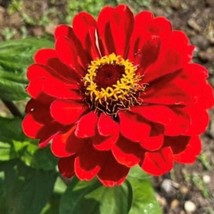 Cherry Queen Zinnia Flower Seeds Fast Shipping - $7.48