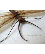 Dobson Fly Monster Insect Corydalus Cornutus XL Framed Entomology Shadowbox - $163.41 CAD