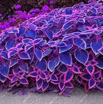 100 Seeds Blue Coleus Blumei Pink Edge Perillic Foliage Herb Flowers S Plants Ga - £6.60 GBP