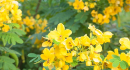 10 Pc Seeds Cassia glauca Flower Plant, Senna surattensis Seeds for Planting |RK - £15.10 GBP