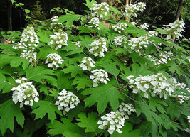 VP White Oak Leaf Hydrangea Quercifolia Shrub Flower 40 Seeds - £3.79 GBP