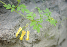 5 Pc Seeds Climbing Yellow Dicentra Plant, Dicentra scandens Seeds for Planting  - £15.10 GBP