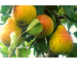 European Pear, Pyrus Communis Bartlett Pear Seeds - $12.80+