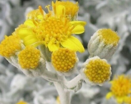 20 Pc Seeds Dusty Miller Plant, Artemisia stelleriana Seeds for Planting | RK - £19.91 GBP