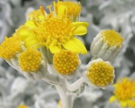 20 Pc Seeds Dusty Miller Plant, Artemisia stelleriana Seeds for Planting | RK - $25.20