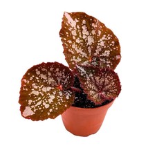 Begonia Island Magic Rhizomatous, 4 inch, Rhizo Brown Super Splashy Whit... - $23.16